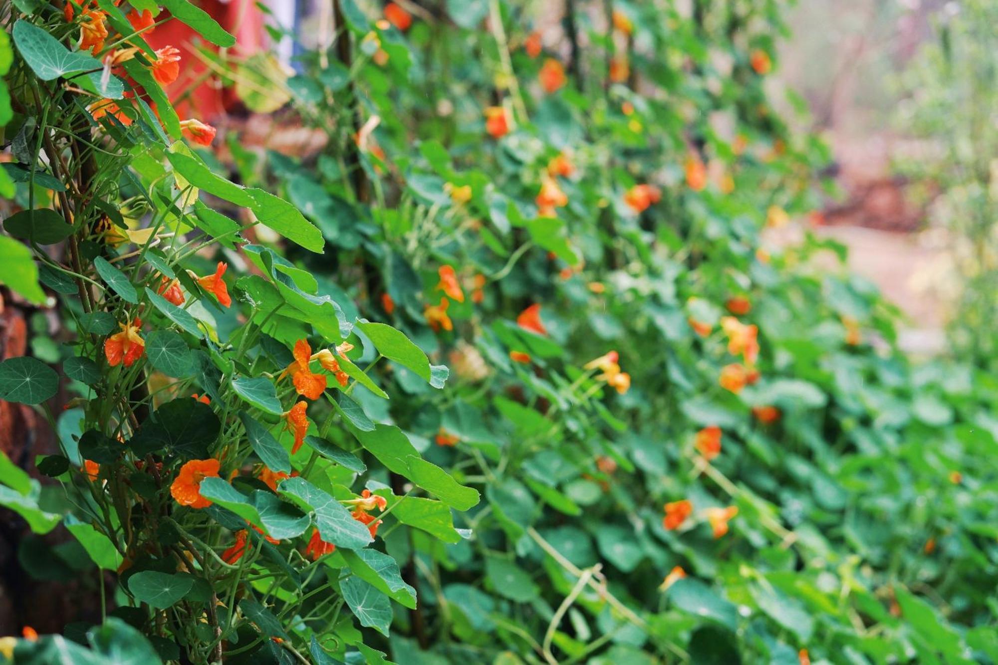 Maison De Hill Home Đồng Văn Esterno foto